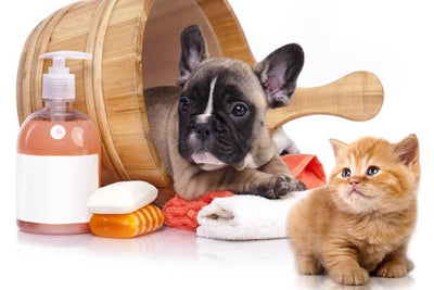 Pets